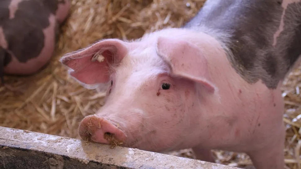 „Trei RO pe etichetă”. Schimbări majore la carnea de porc din magazine: trasabilitate completă, de la naștere până la raft