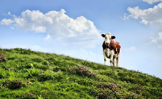 Câte tone de lapte importă țara animalului domestic miraculos al lui Petre Daea