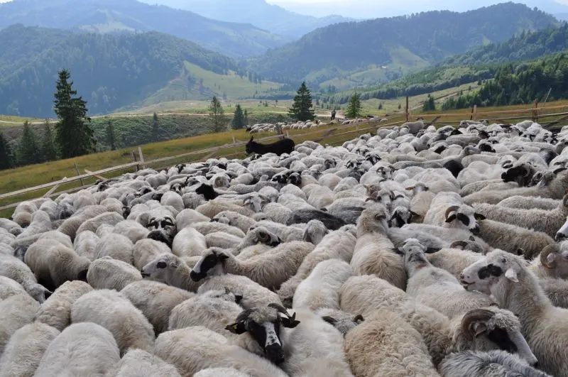 În aprilie românii au facut-o de oaie. Animalele mai slabe decat în 2017 au sporit sacrificările