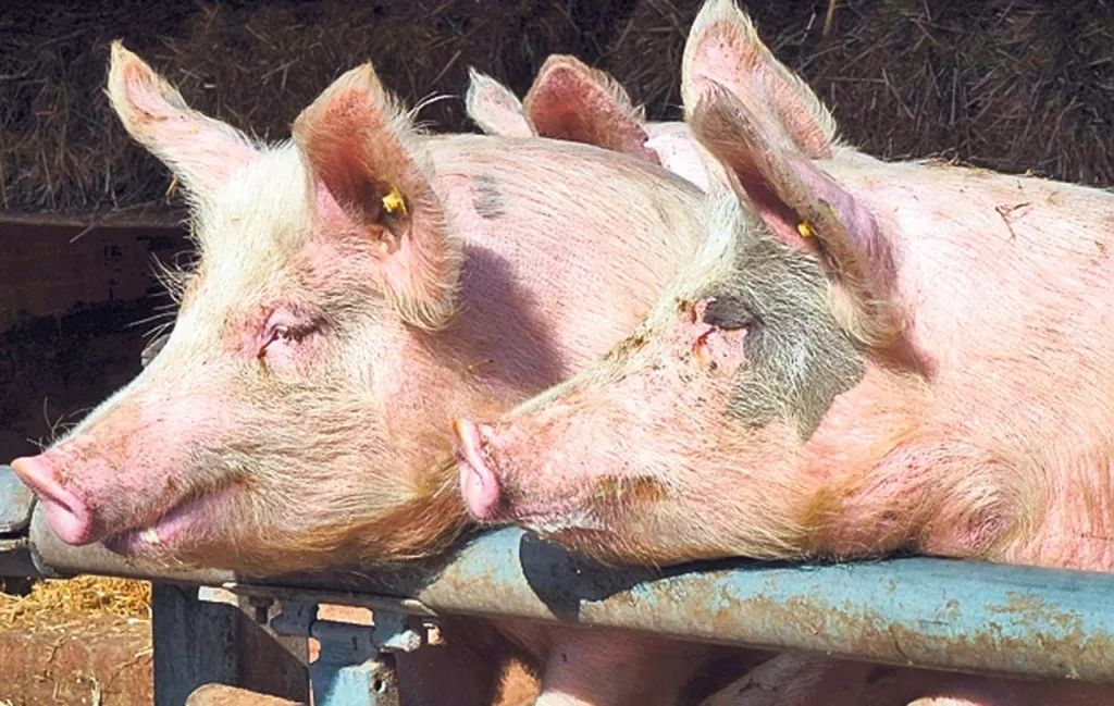 Pesta porcină africană se răspândește încet, dar sigur. Evoluția e lentă, spune ANSVSA