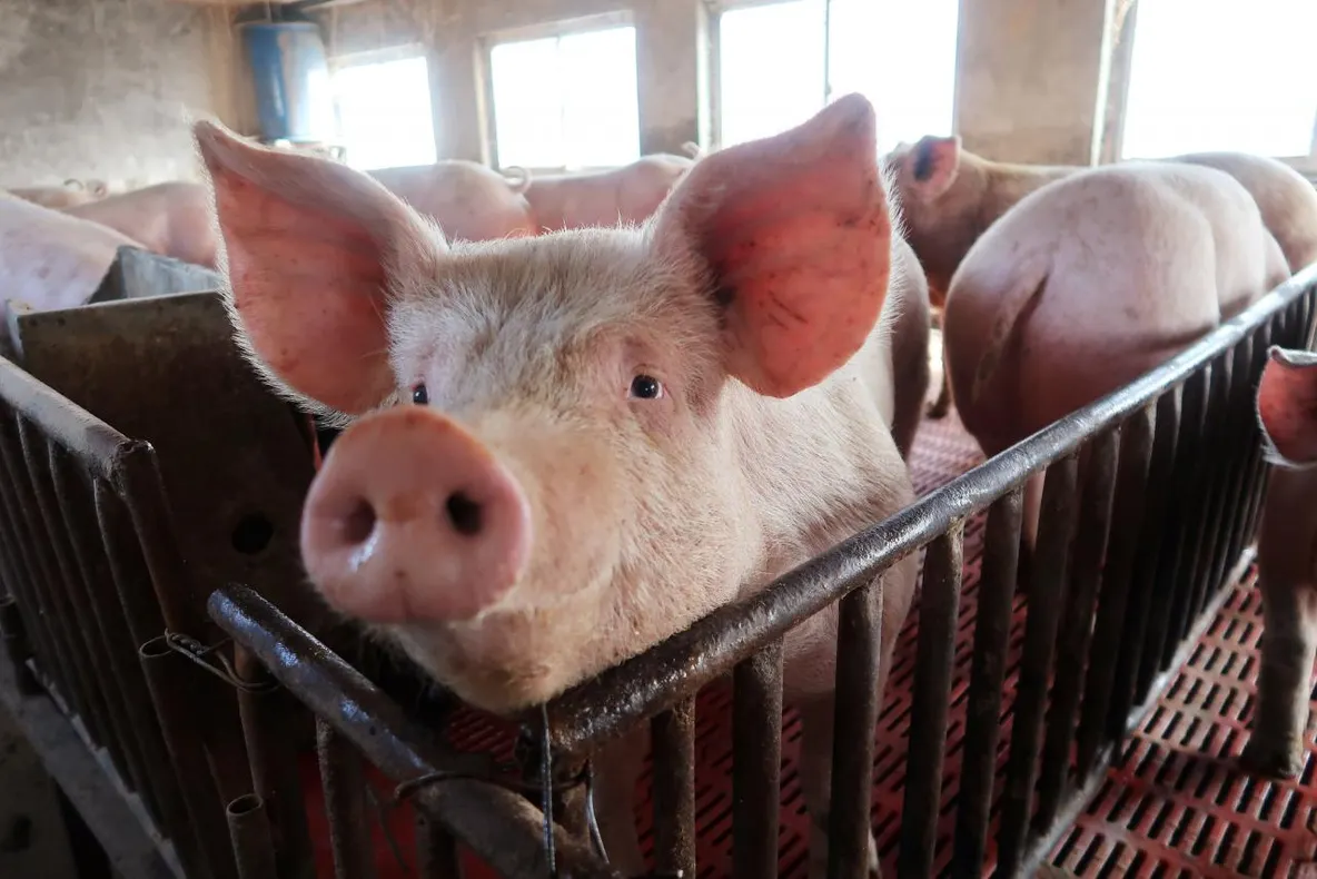 Alertă ! 725 focare de pestă porcină, în 10 județe. Peste 70.000 de porci sacrificați