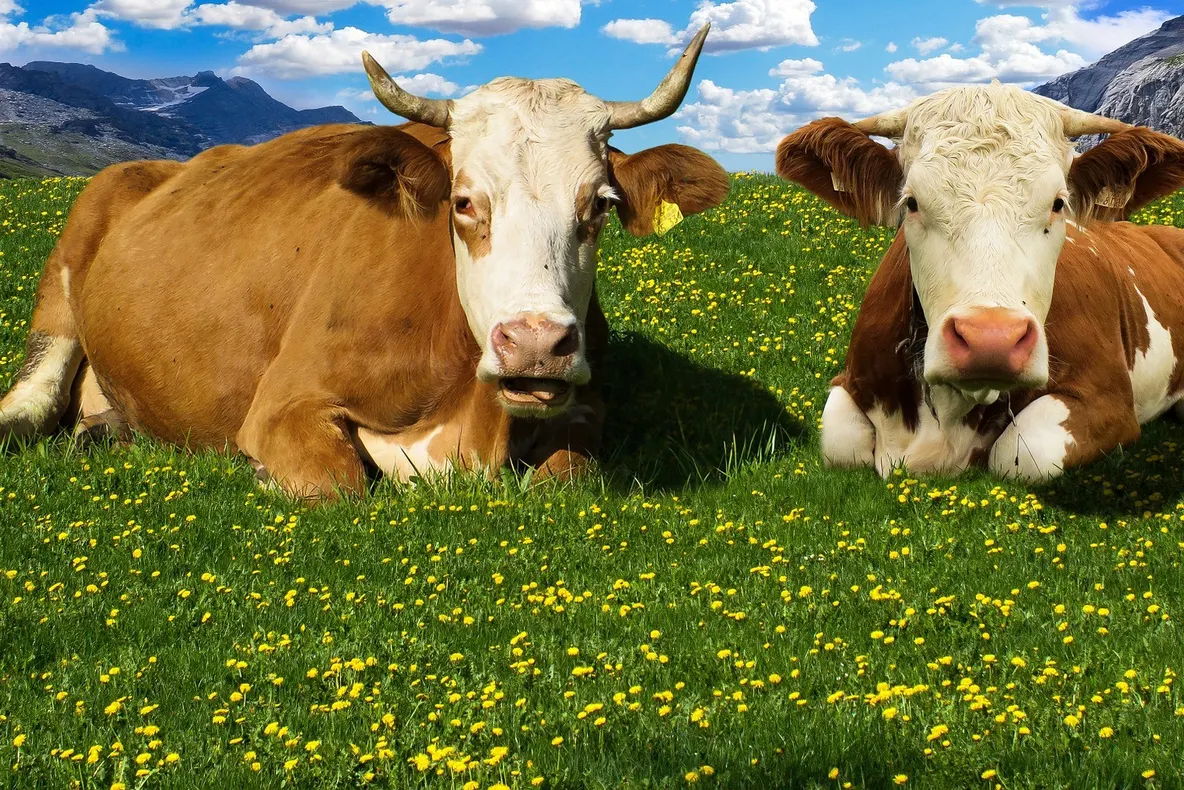 Reducerea consumului de carne de vită ar salva milioane de vieţi şi ar ajuta la depoluarea planetei