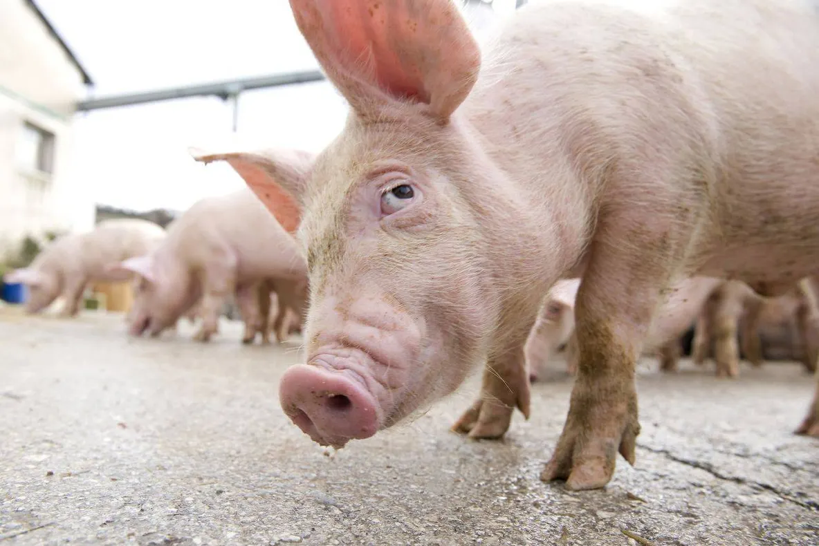 Ministrul Agriculturii alungă temerile. Porcii crescuți în gospodării pot fi comercializați de Crăciun