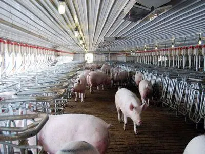 Cel mai mare producător de carne de porc, blocat la export din cauza pestei porcine