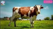 România a renunțat să mai crească vaci și porci și se reorientează spre oi și capre