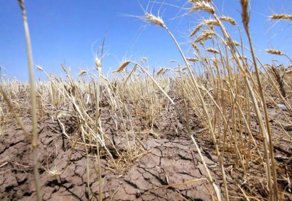 Ministrul Agriculturii la Realitatea Plus: ”Chiar dacă a fost o secetă extremă, necesarul de consum este acoperit”