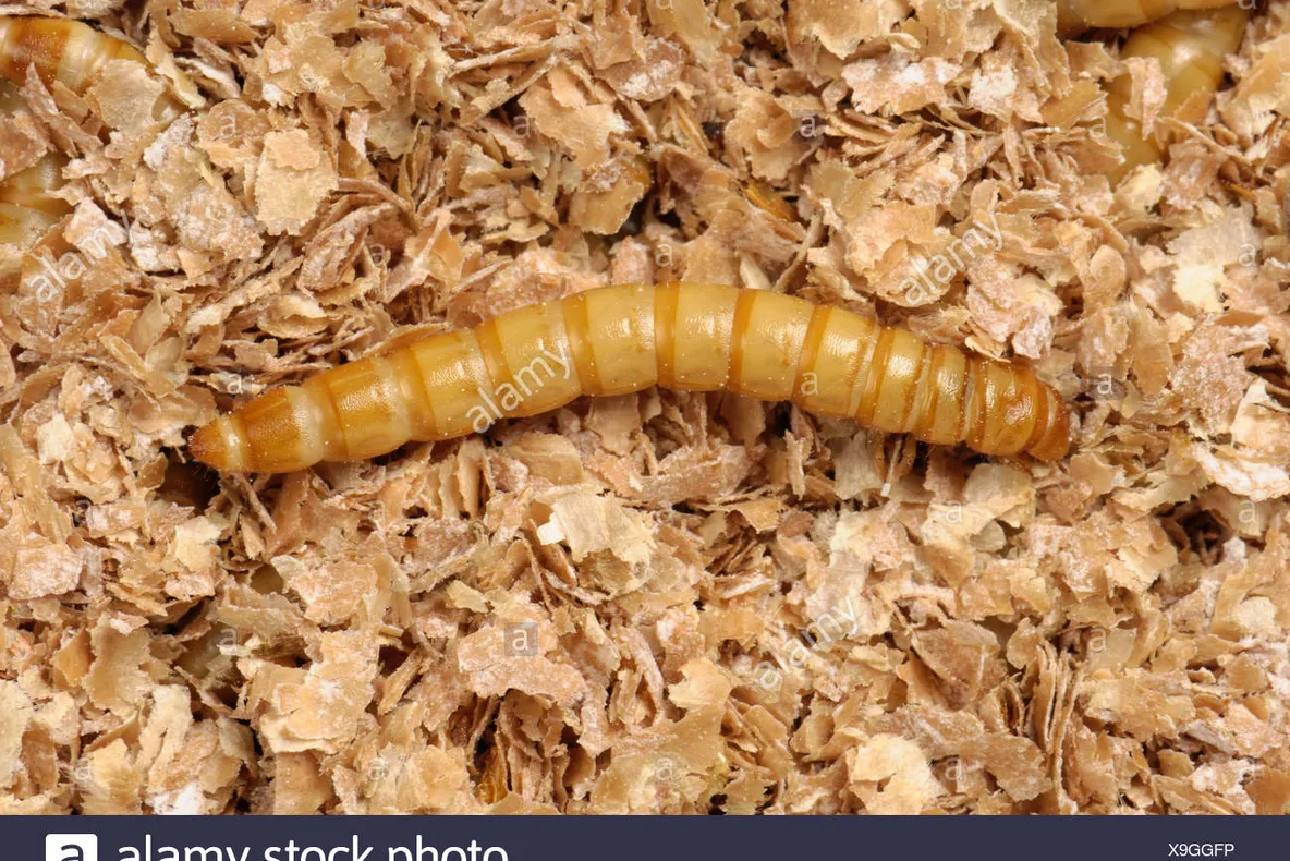 Prima insectă, autorizată ca aliment, de oficialii europeni. Cât de sigur este consumul