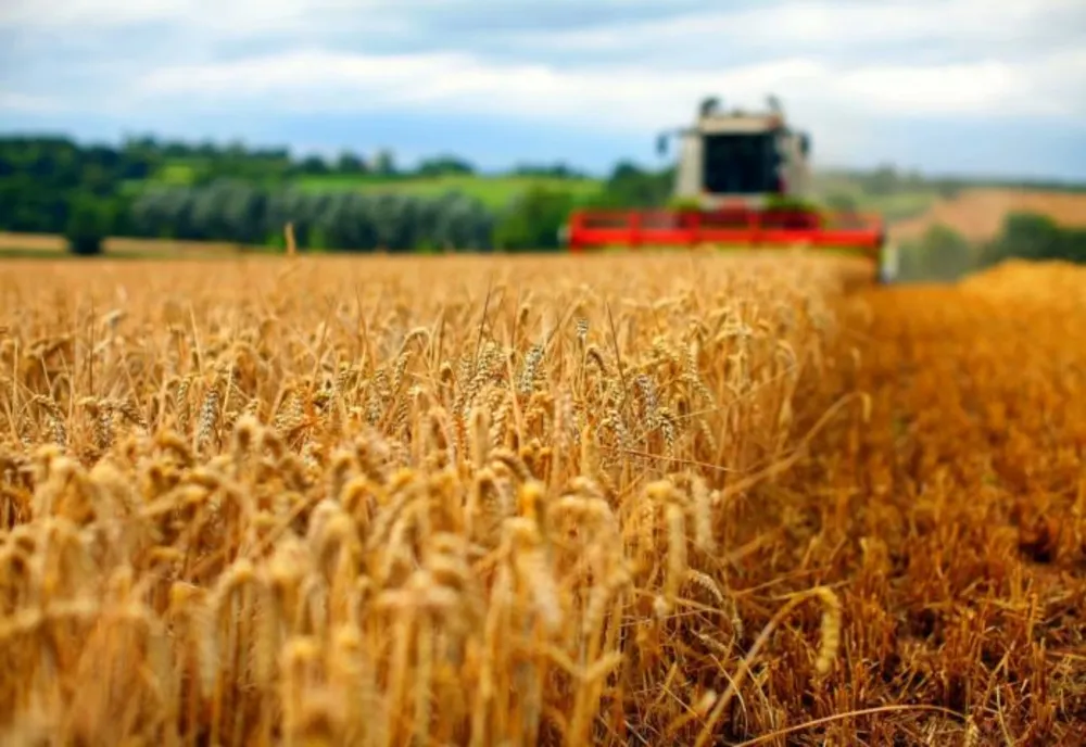 România a fost cel mai mare exportator de cereale din UE în primele săptămâni ale sezonului 2024/25