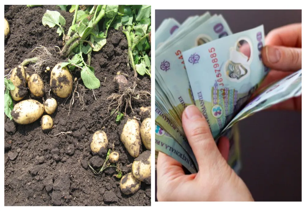 Topul celor mai mari creșteri de prețuri în august 2022. Care este alimentul care s-a scumpit cel mai mult în ultimul an