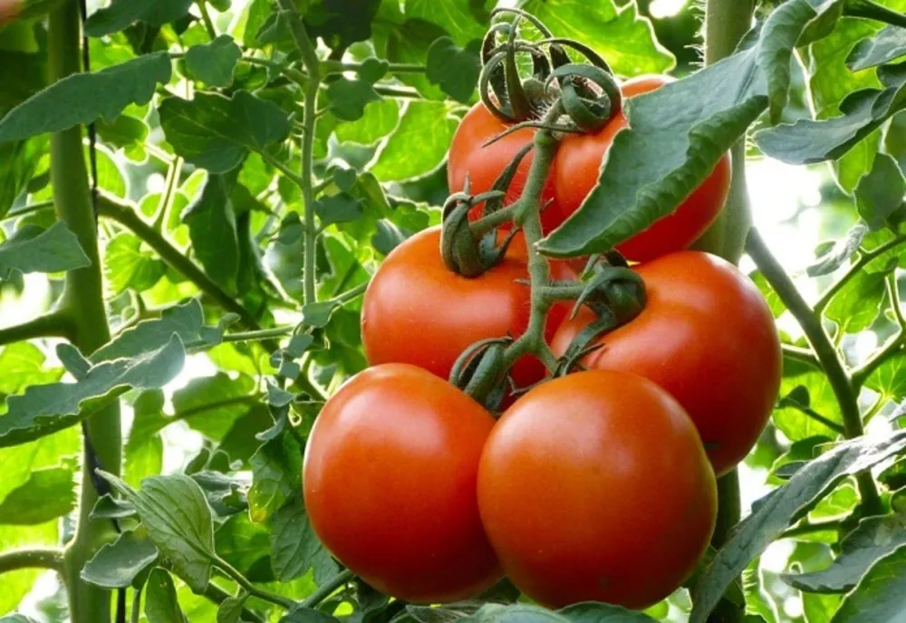 Primele roșii românești vor ajunge pe tarabe la preț dublu față de anul trecut. Ce spun agricultorii