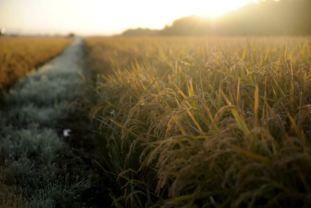 Cel mai greu an pentru agricultură din ultimele 3 decenii. Tone de cartofi se strică pe câmp