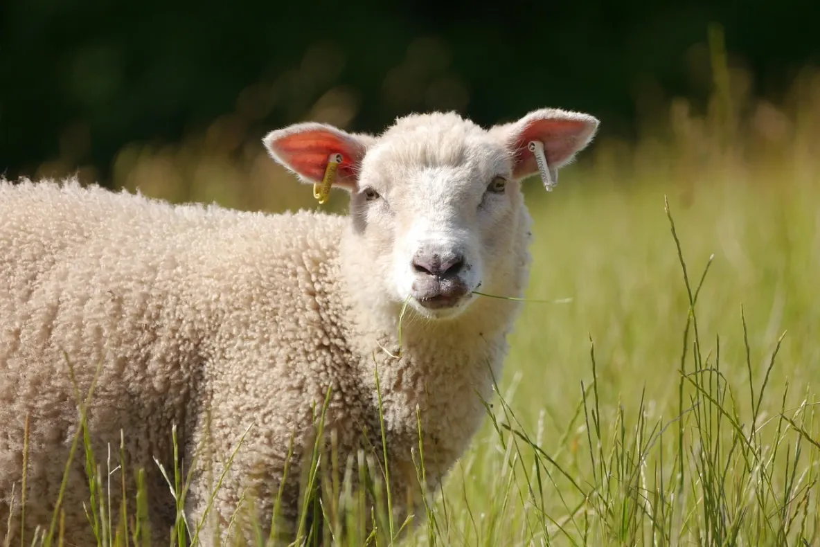 Guvernul pregăteşte noi măsuri de sprijin pentru crescătorii de ovine