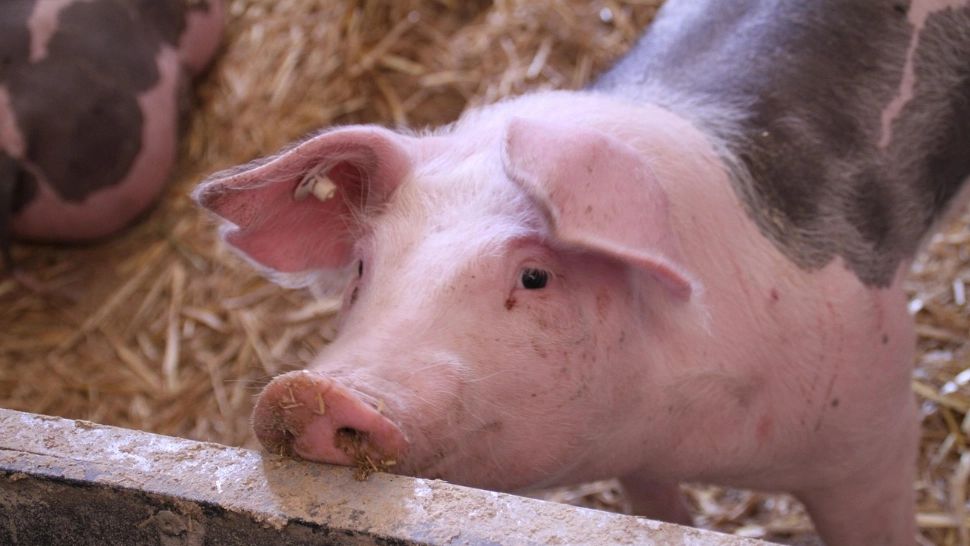 „Trei RO pe etichetă”. Schimbări majore la carnea de porc din magazine: trasabilitate completă, de la naștere până la raft