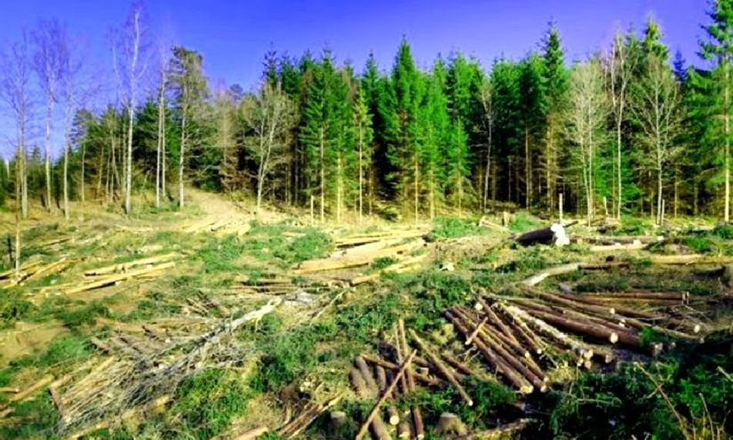 Schweighofer vrea să arate că are ”cherestea”