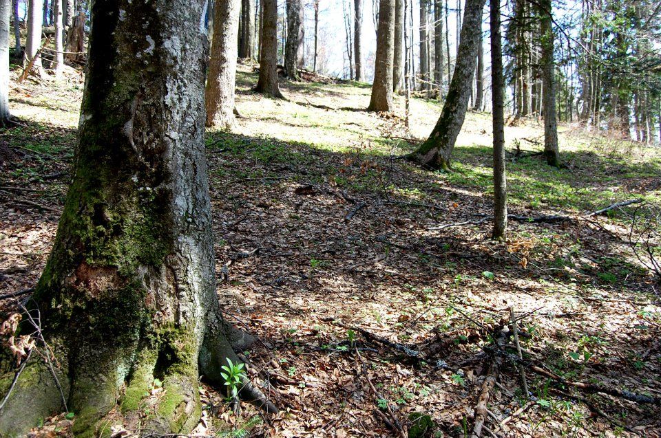 Guvernul fugărește hoții de lemne cu aplicația mobilă. Iată ce mult se fură