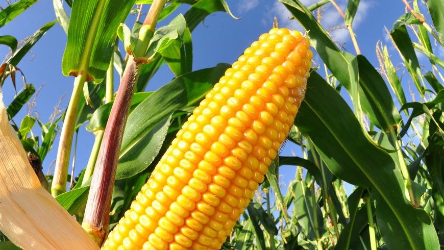 Oficial ”motor de creștere economică”, agricultura alimentează deficitul comercial