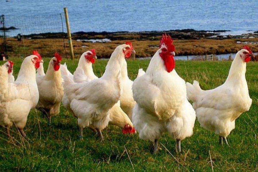 Românii au consumat carne de pasăre la greu, în mai - 41.523 tone