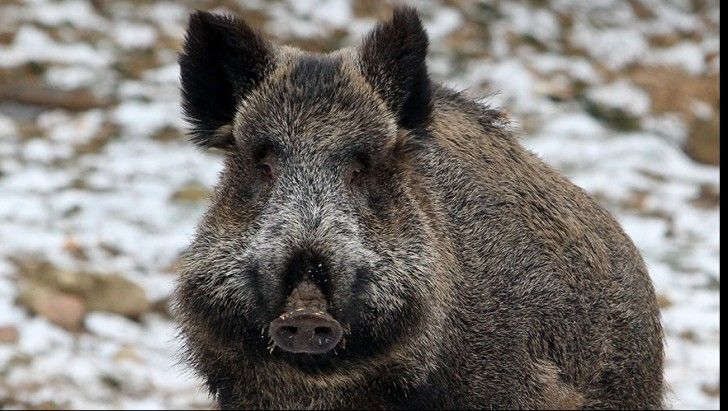 Situație dramatică: Cu sau fără specialiști în pesta porcină, 60% dintre mistreți trebuie uciși