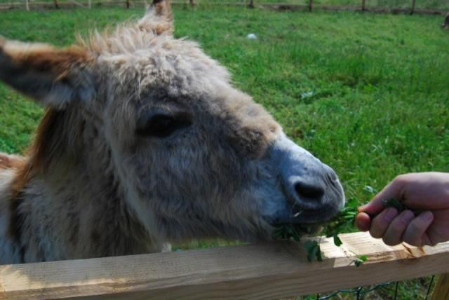 15,409 milioane lei, ajutoare de stat pentru fermieri. APIA începe din 5 septembrie plățile.