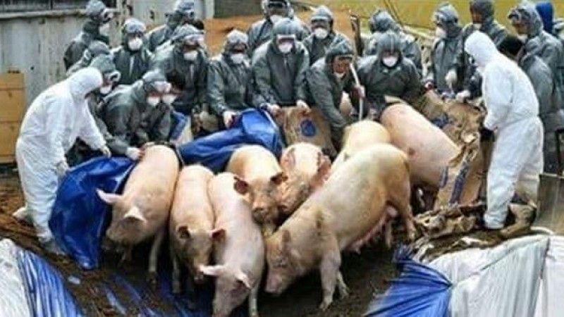ANSVSA a inventariat 826 de focare PPA, în 190 de localități. 160.000 de porci au fost sacrificați