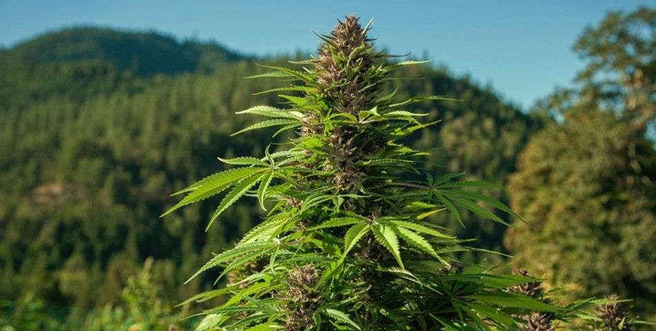 Marlboro ar putea ivesti în producția de canabis