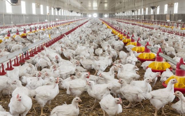 Afacerile Grupului AGRICOLA, cel mai mare producător de carne de pui din România, au crescut cu 7%
