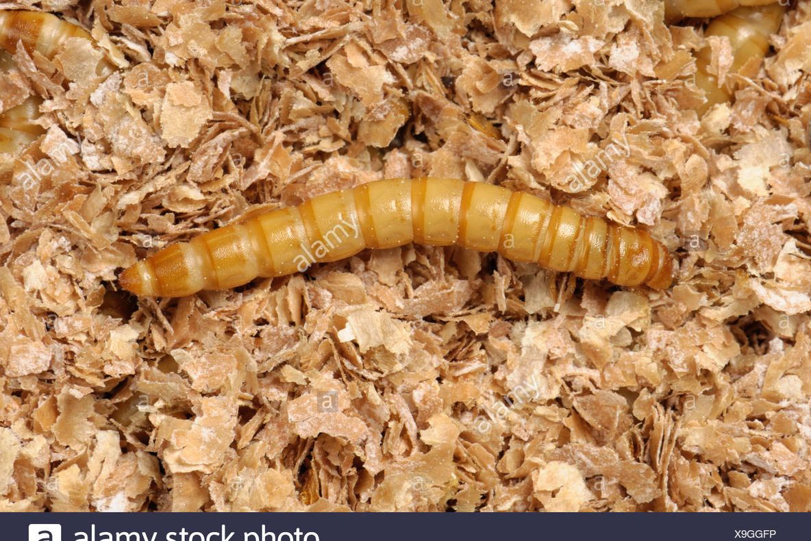 Prima insectă, autorizată ca aliment, de oficialii europeni. Cât de sigur este consumul