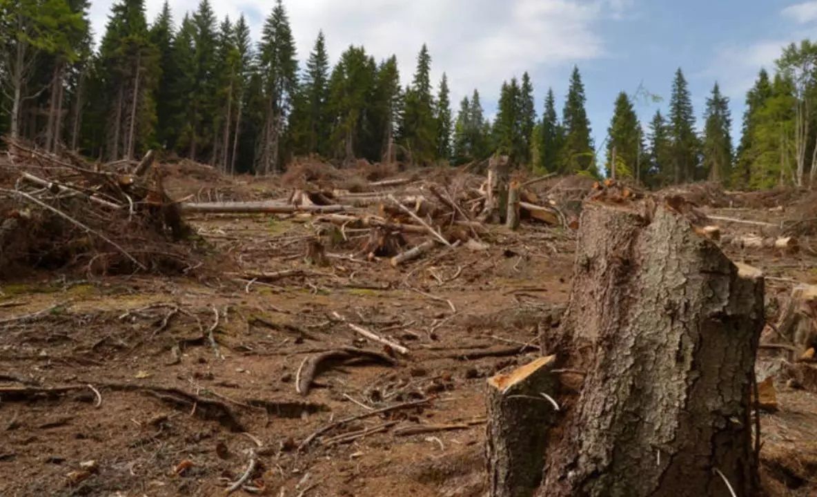 Pădurile României în primul an al pandemiei. Creșterea fondului forestier, mult mai mică decât creștere volumului tăierilor