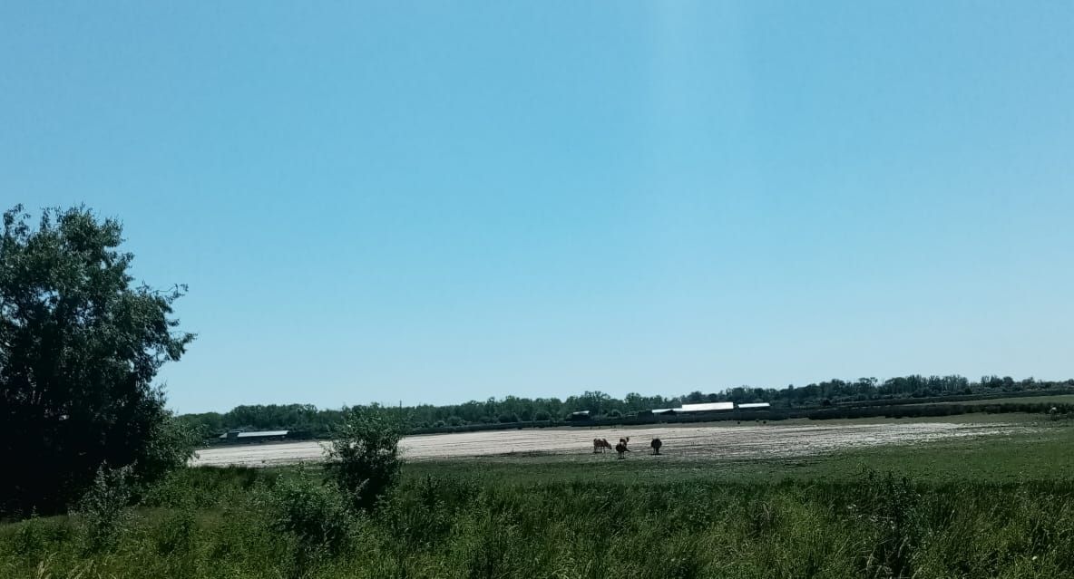 Petre Daea, anunț ÎNGRIJORĂTOR. Sistemul de irigații din Dunăre, pe punctul de a fi oprit. Animalele nu mai au furaje