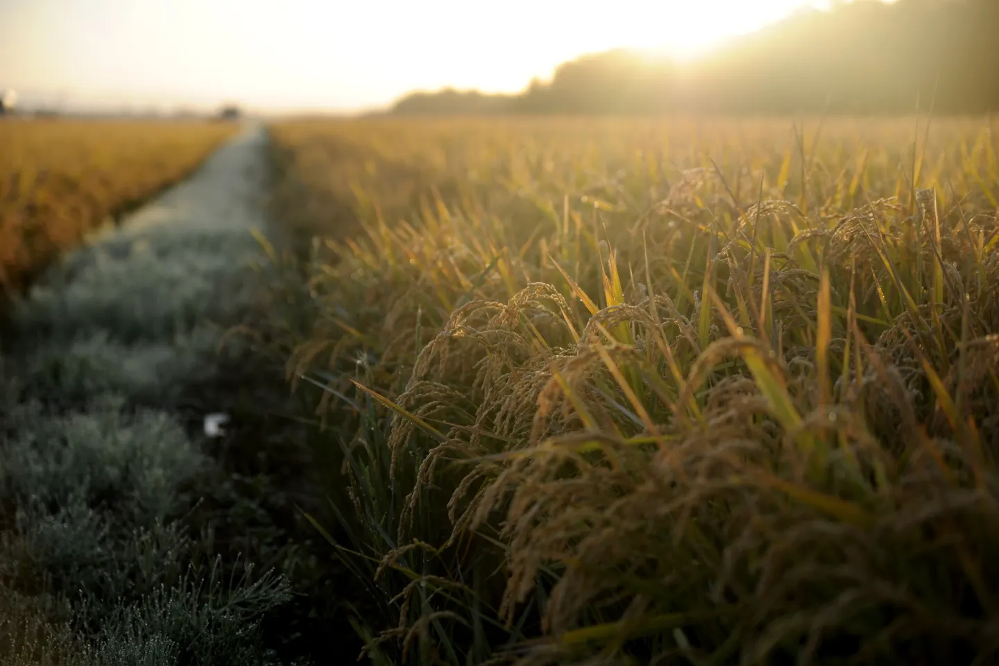 Cel mai greu an pentru agricultură din ultimele 3 decenii. Tone de cartofi se strică pe câmp