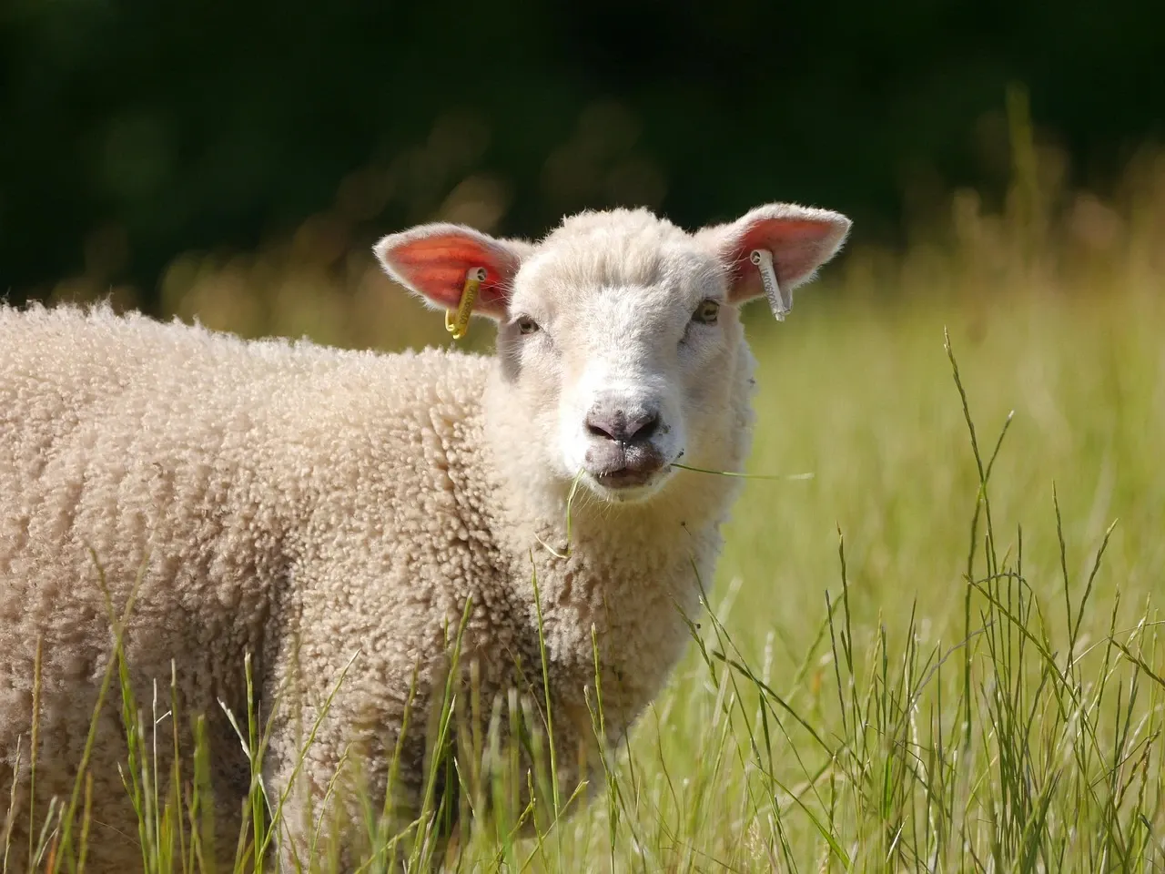Guvernul pregăteşte noi măsuri de sprijin pentru crescătorii de ovine
