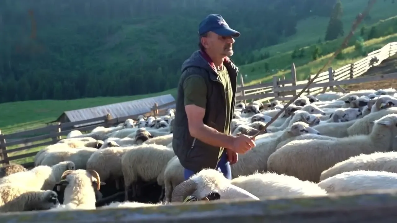 APIA începe plata a peste 2,1 milioane de lei pentru crescătorii de animale