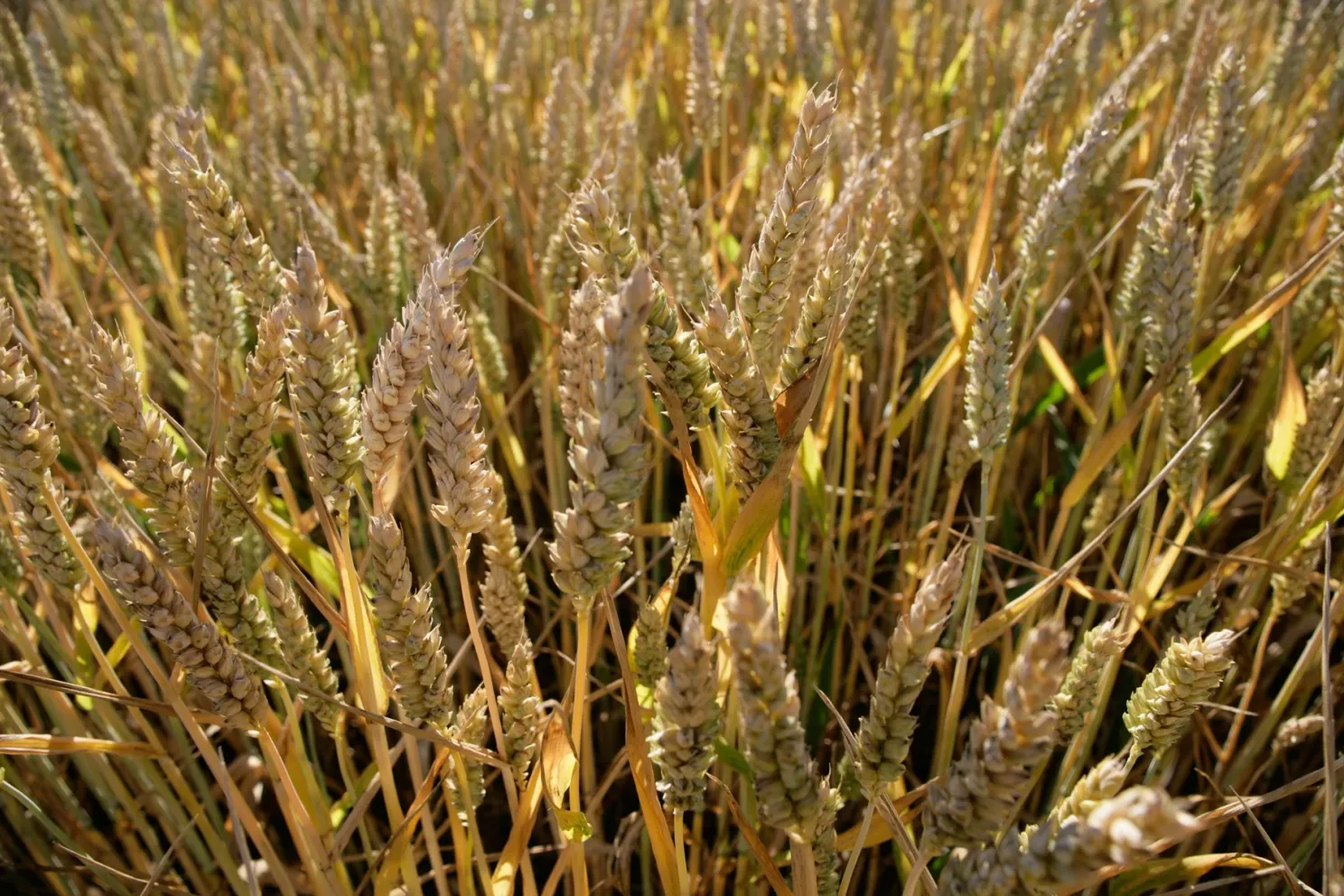 Alertă ONU: Costul global al alimentelor a atins recordul ultimilor ani, Ucraina exportă doar 30%