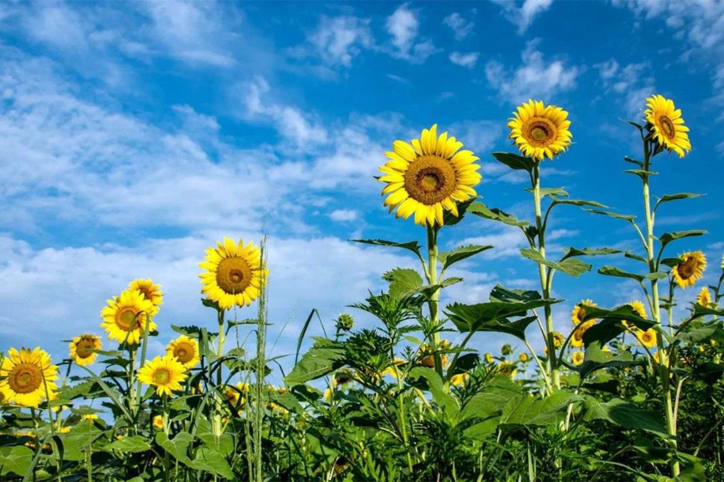 România ar putea să aibă o producţie de seminţe de floarea soarelui de doar 1,5 tone la hectar, din cauza vremii. Avertisemntul sumbru al experților agricoli ucraineni 