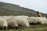 Alertă sanitar-veterinară în Moldova: Focar de variolă ovină depistat în județul Iași
