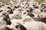 Exporturile de animale vaccinate împotriva pestei micilor rumegătoare ar putea fi deblocate în maximum o lună