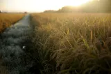 Cel mai greu an pentru agricultură din ultimele 3 decenii. Tone de cartofi se strică pe câmp