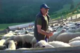 Fermierii muncesc pe un leu, românii cumpără laptele cu 12 lei: tot mai multe ferme sunt la un pas de închidere