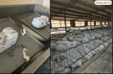 Scandal uriaș după focarul de variolă ovină din Brăila. Conducerea DSVSA, demisă după ce mii de oi au fost găsite fără identificare