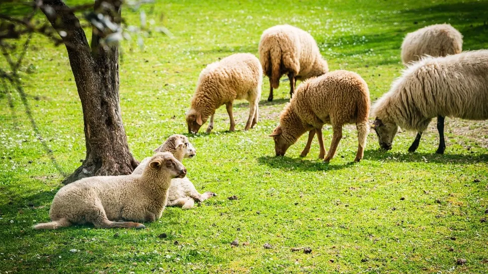Foto/Arhivă
