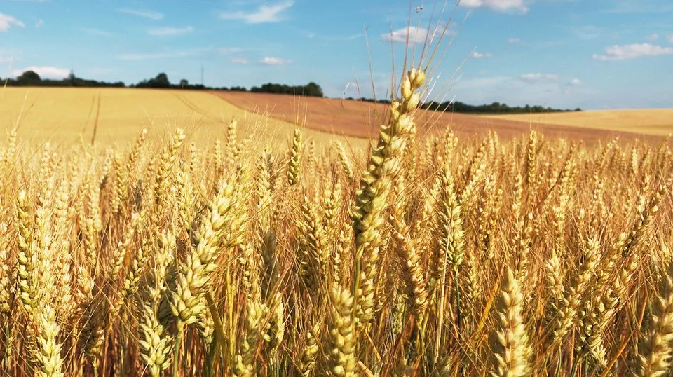 cornfield-373284_960_720