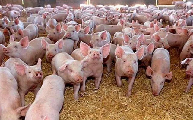 ferma-porci