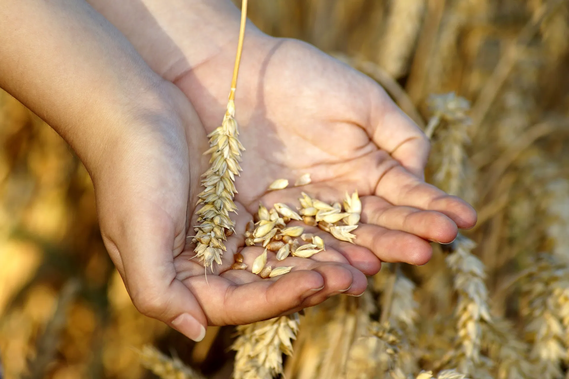 wheat-3534233_1920