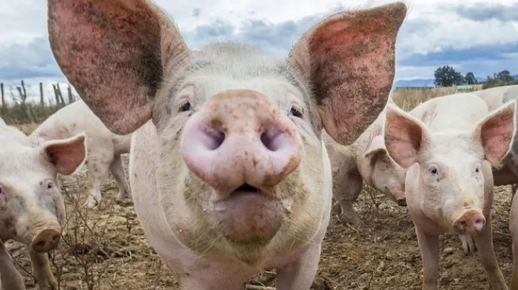 Porci34232pesta