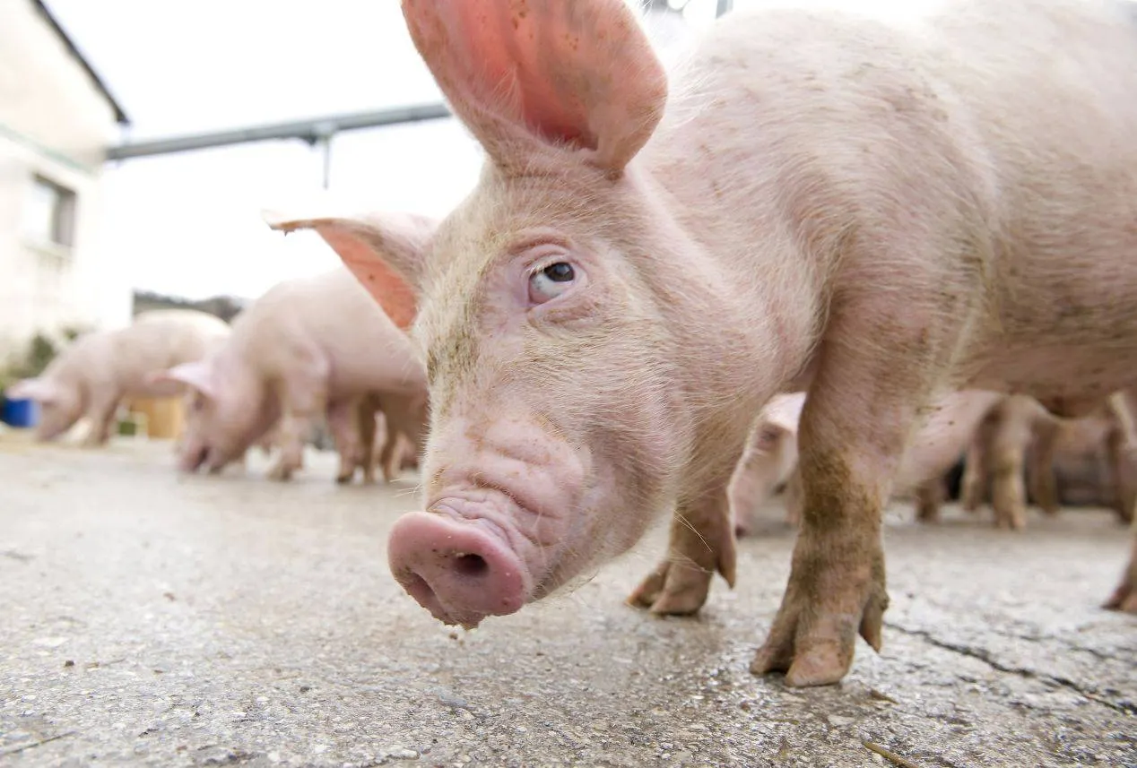 porci