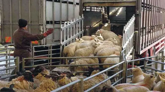 export-de-animale-vii