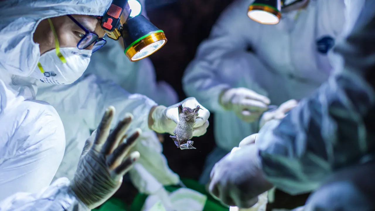Coronavirus_bats_cave_collection_1280x720