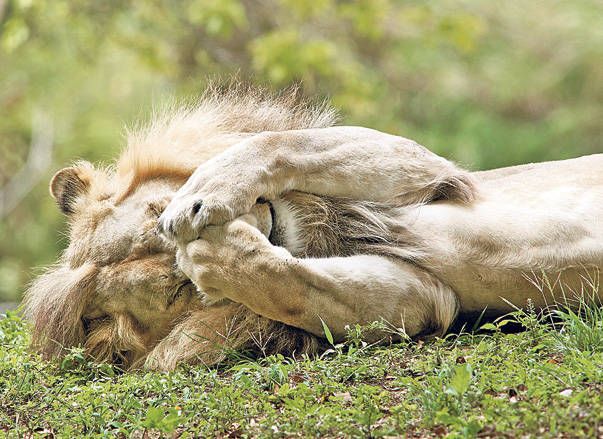 leul somnoros cu labele pe ochi