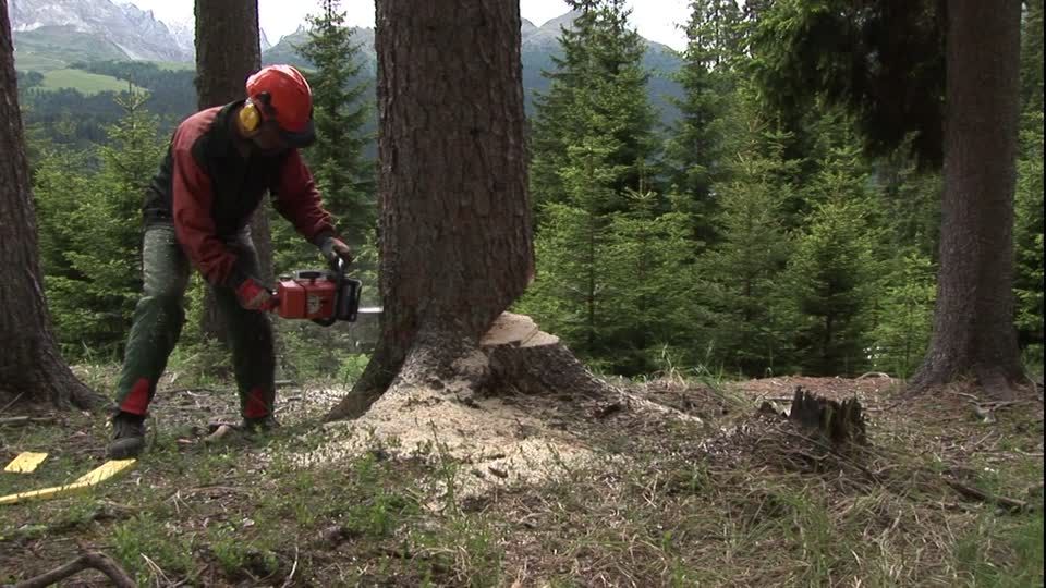 woodcutting-forest-worker