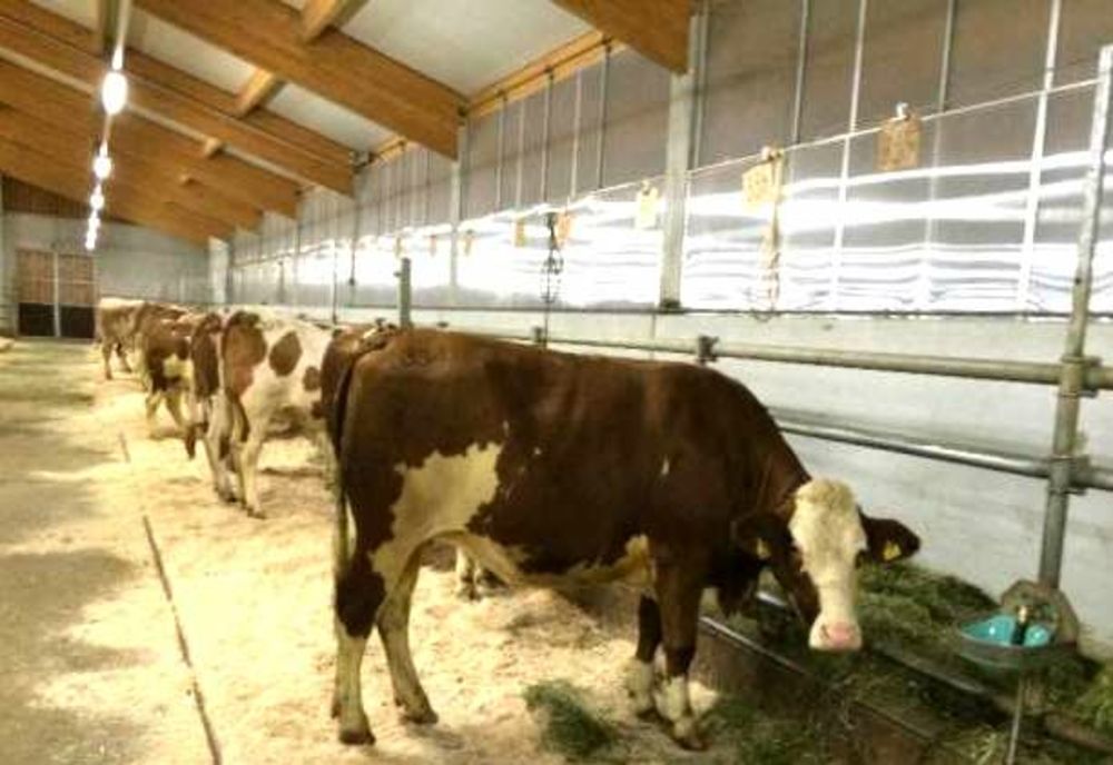 A fost majorat ajutorul de stat pentru sectorul creșterii animalelor